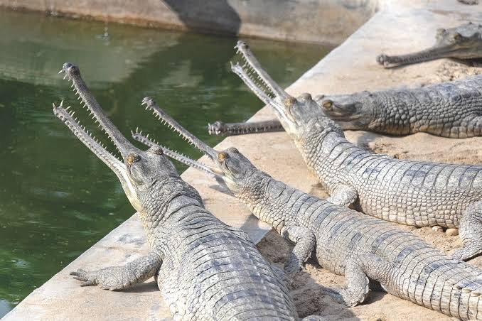 Gharial Crocodile: The Rare Guardian of Nepal’s Rivers