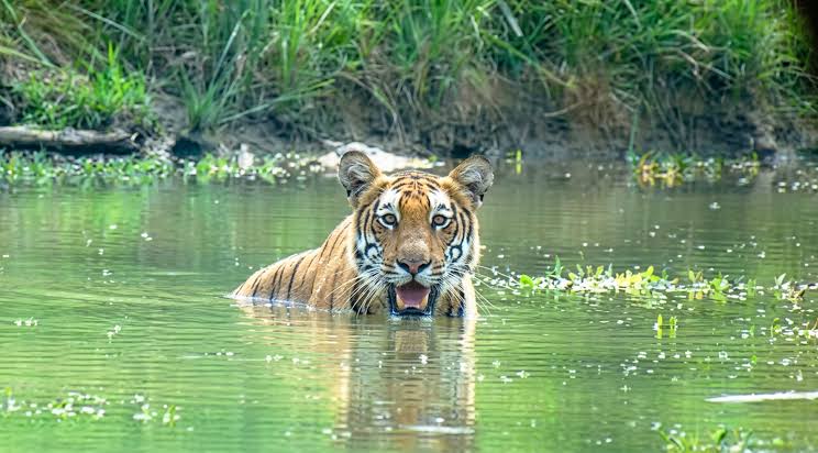 Long Canoeing Safari in Kumroj, Chitwan: A Chance to See the Bengal Tiger