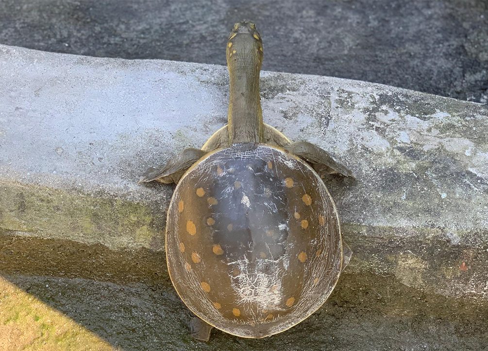 Indian Flapshell Turtle: Nepal's Hidden Wetland Survivor